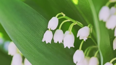 Lily of the valley spring flowers blooming. Convallaria majalis close-up. Small white lily-of-the-valley flowers and young green leaves. High quality 4k footage