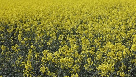 View of yellow blooming canola field. Rapeseed in agricultural field. Rapeseed field, grown for production of animal feeds, vegetable oils and biodiesel