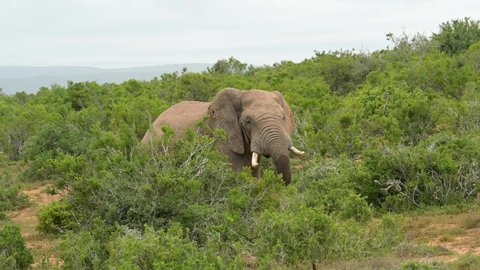 Elephant in the nature reserve Addo Elephant National Park South Africa