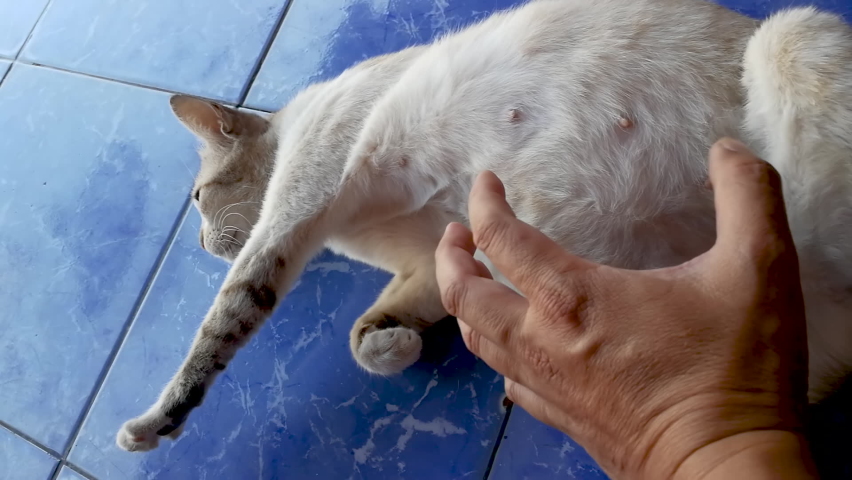 A beautiful gray cat relaxes from a belly massage or scratch by hand | Shutterstock HD Video #1090434943