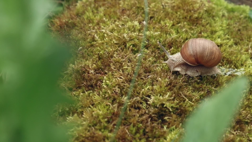 
Snail on green moss in the forest close-up | Shutterstock HD Video #1090435159