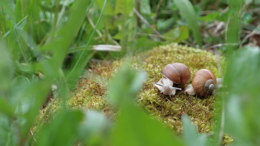 Two snails on moss in the forest close-up | Shutterstock HD Video #1090435163