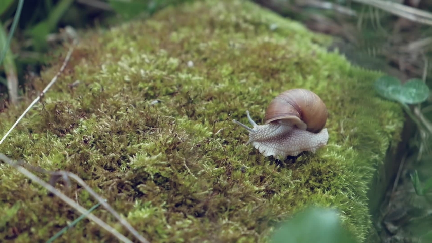 
Snail on green moss in the forest close-up | Shutterstock HD Video #1090435165