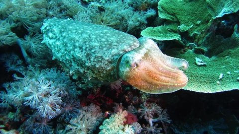 swimming cuttlefish in Indonesia under water 