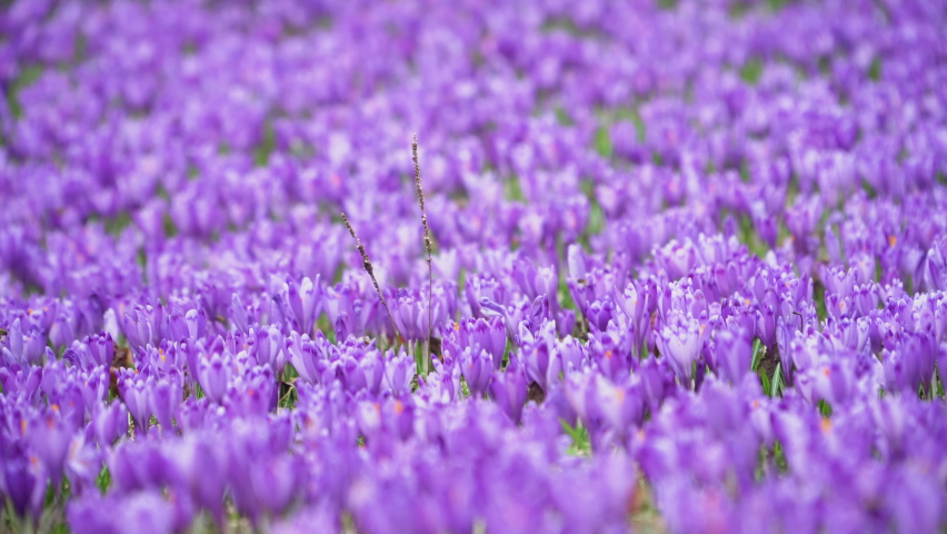 Crocus flowering. Meadow of beautiful purple crocus flowers on a spring lawn. Mountain flowers. Spring landscape. | Shutterstock HD Video #1090435567