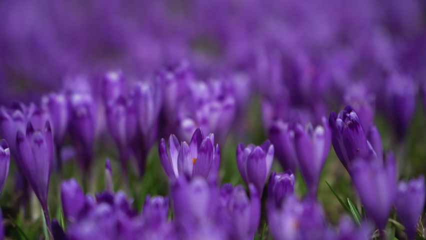 Crocus flowering. Meadow of beautiful purple crocus flowers on a spring lawn. Mountain flowers. Spring landscape. | Shutterstock HD Video #1090435573