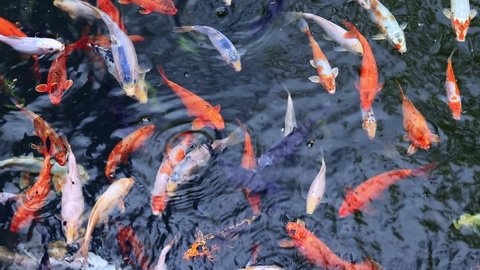 Bright colorful fish in the pond. Koi carp. Breeding ornamental fish in a pond