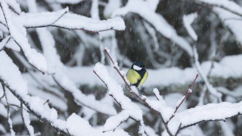 Common European songbird Great tit perched on a snowy branch and flying away in the middle of wintry boreal forest	