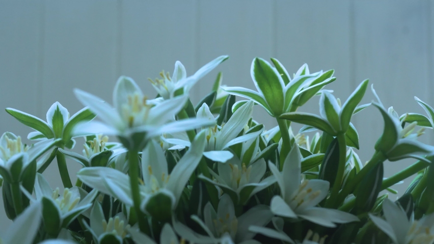 4k Wildflowers Umbellatum White Bcakground