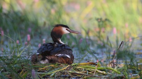 Great crested grebe Podiceps cristatus. The bird is sitting on the nest with the chick on its back.