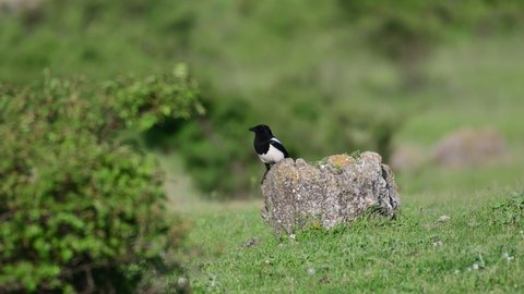 Magpie Pica pica in the wild. Green background.