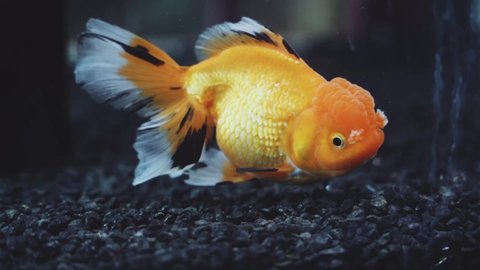 Gold fish swimming in aquarium.