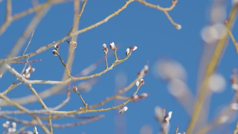 First days of spring. Pussy willow branch swaying slowly against blue sky background.
