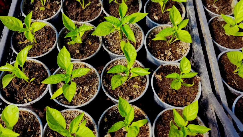 Green seedlings sprouts in pots agriculture close up. Spring Planting Concept | Shutterstock HD Video #1090438785