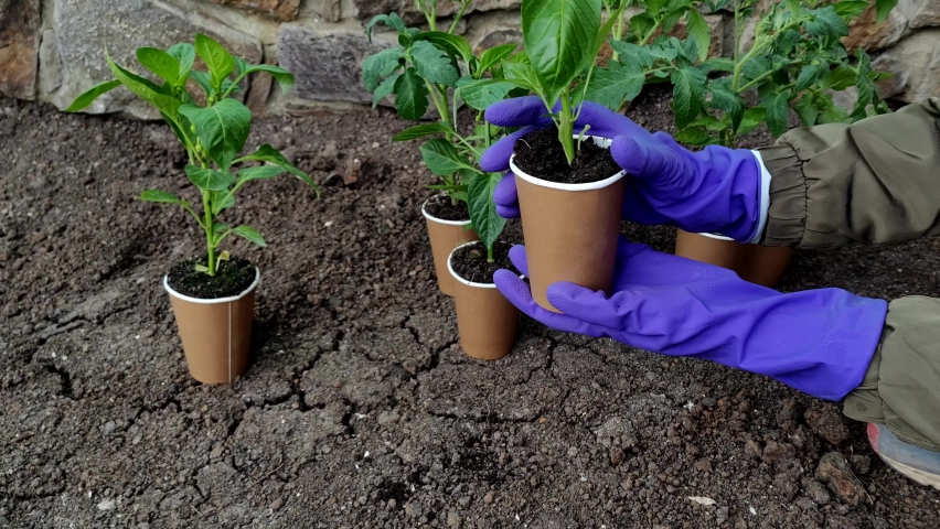 Hands pull seedlings out of a pots close-up. Green seedlings sprouts in craft ecological cups agriculture, spring Planting and gardening concept | Shutterstock HD Video #1090441041