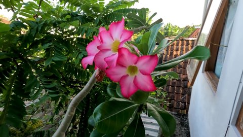 One stem of adenium flower in bloom is red, the centre of the flower is white, the leaves around it are green, a desert plant in bloom