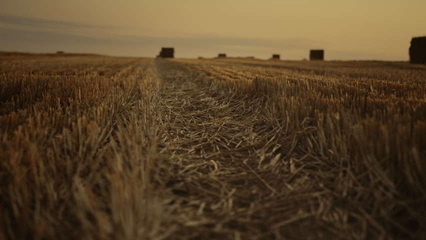 Haystack wheat field landscape at golden autumn sunset. Walking row of stubble harvested barley farmland after grain crop. Evening cutting cereal stalks dry hay bales. Rural countryside concept. | Shutterstock HD Video #1090441765