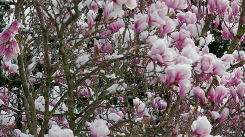 climate change snowfall in spring, close up of a purple blooming liliiflora magnolia tree in a garden covered with fresh white snow camera panning sideways branches with many purple flowers with snow