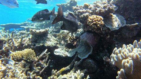 Bermuda Chub fish and tropical corals. Snorkeling on Australia Barrier Reef
