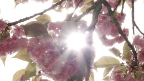 A bright, handheld clip, of a beautiful pink blooming tree where the sun rays breaking through the flowers and branches