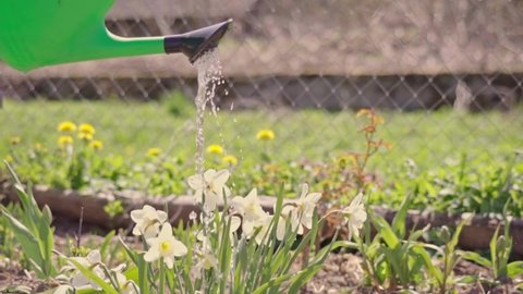Hand waters the flowers with watering can in the garden slow motion. Watering daffodils from a watering can. Caring for flowers in a flower bed. High quality FullHD footage