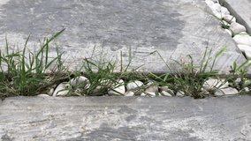 Grass grows in the cracks of the cement block paving
