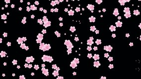 Loop transparent background video where cherry blossoms scatter while rotating