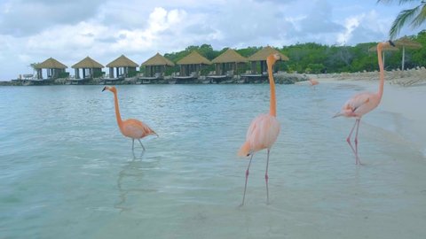 Aruba beach with pink flamingos at the beach, flamingo at the beach in Aruba Island Caribbean. A colorful flamingo at beachfront