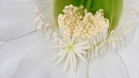 Time lapse of growing white cactus flower's pistil and stamen, 4k video studio shot, close up view, zoom in effect.