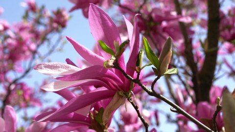 Pink magnolia flowers swaying in the wind against a blue clear sky Spring nature concept blooming trees soft selective focus