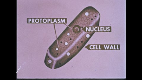 1940s: Cells under light microscope. Cytoplasmic streaming. Tiny specks swim. Dark masses.