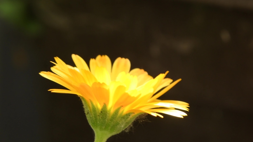 Common marigold, medicinal plant with flower | Shutterstock HD Video #1090447085