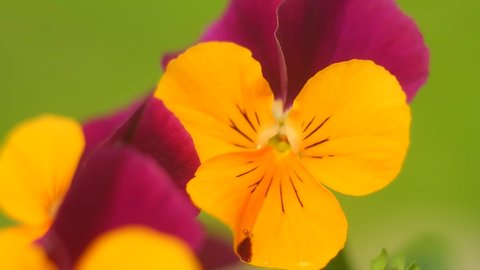 pansy flowers. colorful pansy flowers in a garden on a green background. mixed highlights in the garden. Decorative flower pots with spring flowers viola cornuta in vibrant violet and yellow color,