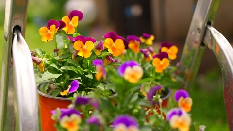 pansy flowers. colorful pansy flowers in a garden on a green background. mixed highlights in the garden. Decorative flower pots with spring flowers viola cornuta in vibrant violet and yellow color,