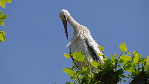 White stork in a nest in nature France, Alsace. Close up view