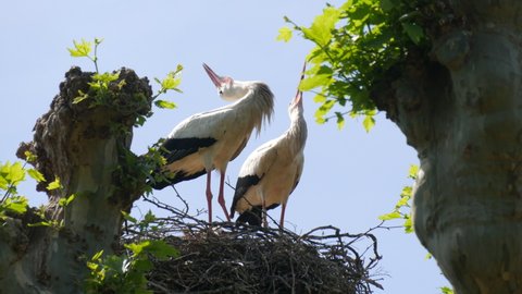 Two adult storks in the nest tilt their heads funny France, Alsace