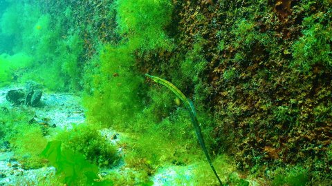 Blackstriped Pipefish Syngnathus Abaster Fish Black Stock Footage Video ...