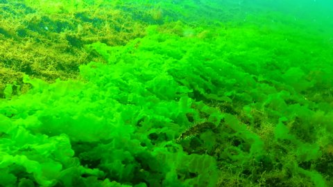 Tubenose Goby (Protherorhinus marmoratus) swims over green and red algae near the shore in the Odessa Bay, Black Sea