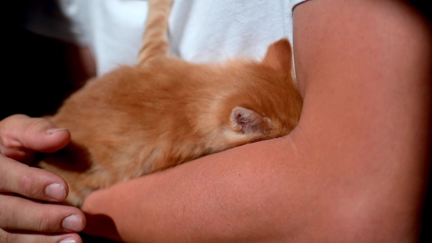 Close-up of a man holding a small playful ginger kitten in his arms. Long haired ginger kitten play at home. Cute funny home pets. pet care | Shutterstock HD Video #1090449047
