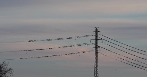 Starlings murmuration in Aiguamolls De L Emporda Nature Park, Spain. 4K UHD