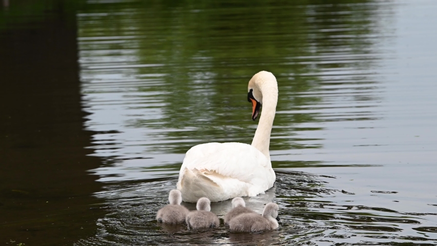 Cygnets trying to keep up with Mum | Shutterstock HD Video #1090451683