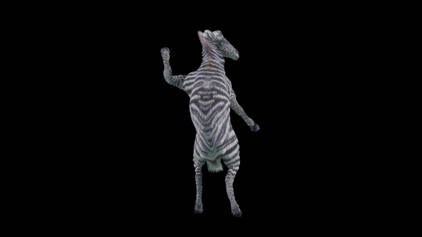 Zebra Dancing, 3d rendering, Animation Loop, cartoon.included in the end of the clip with Alpha matte. | Shutterstock HD Video #1090452631