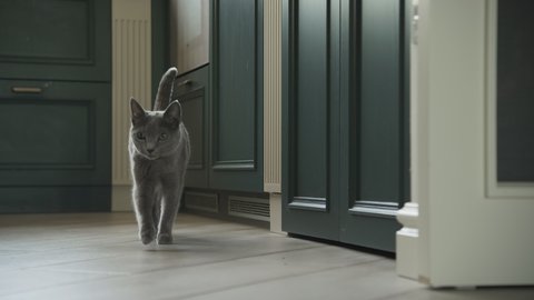 Grey domestic cat russian blue breeed gracefully walking in the apartment kitchen