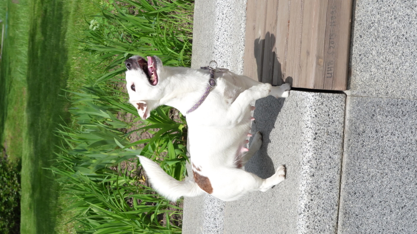 Cute dog with begging face looking upwards waiting for a treat. Pet training concept. Funny jack russell terrier stands on its hind legs in spring park.