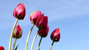 blooming tulips on a sunny spring day in a flower bed. Dolly video