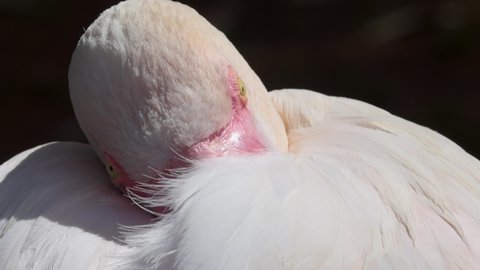 Closeup photo of a pink flamingo bird tucking head in chest feathers and blinking in slow motion.