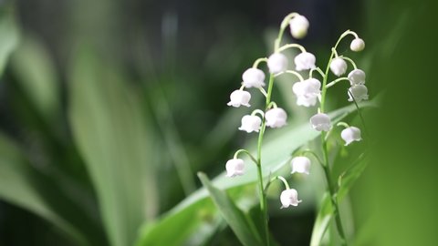 White lily of the valley flowers and young green leaves on a spring day	