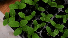 Top view 4K resolution video passage of sprouted cucumber seedlings grown in black soil in a cassette in greenhouse conditions. Growing organic vegetables. Agriculture, horticulture, gardening concept