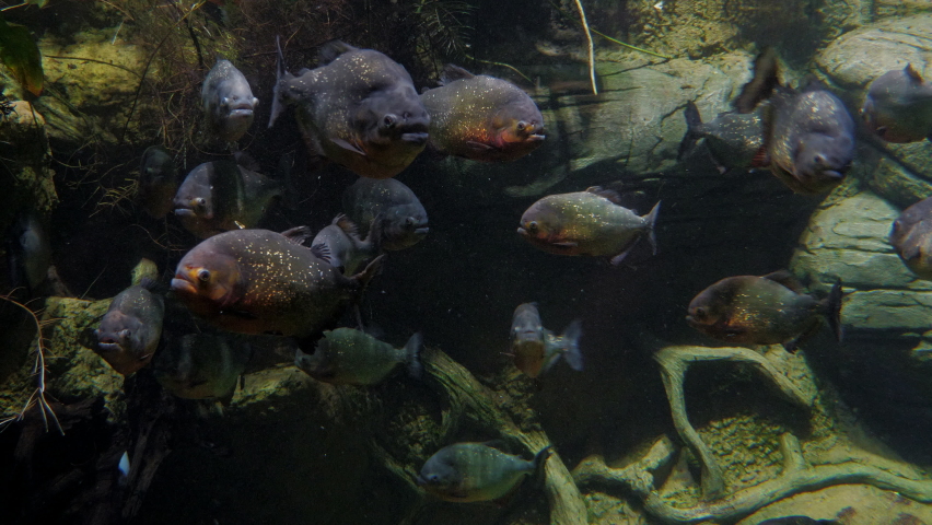 Herbivorous piranha Red-bellied Pacu (Piaractus brachypomus) in the river or aquarium. A large predatory fish swims in the Amazon River in the tropics of South America | Shutterstock HD Video #1090454787
