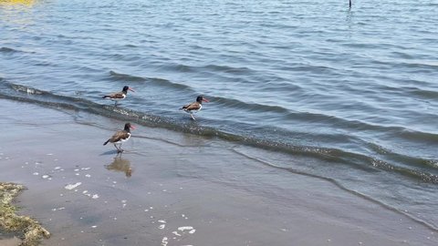 marine birds flying on the shore. Eurasian oystercatcher
